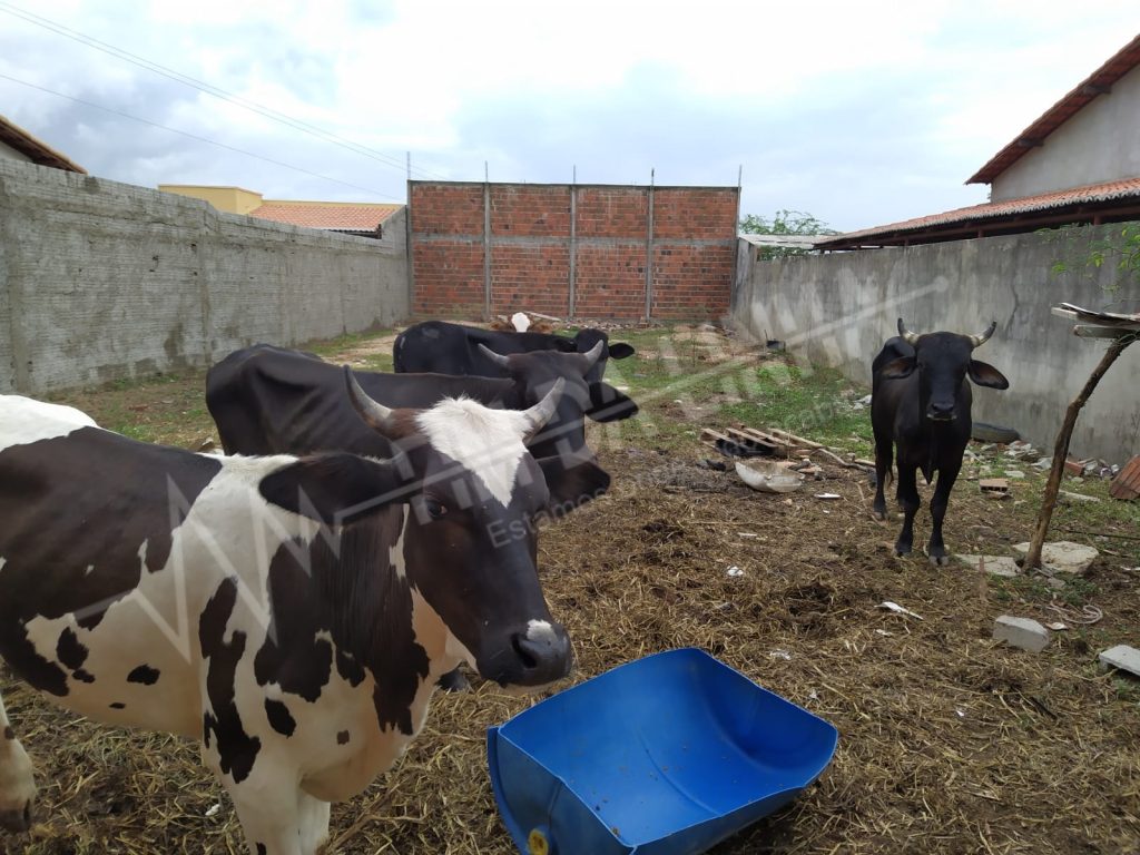 Homem é preso e autuado em flagrante por suspeita de furto de animais em Mossoró PM recuperou 5 vacas