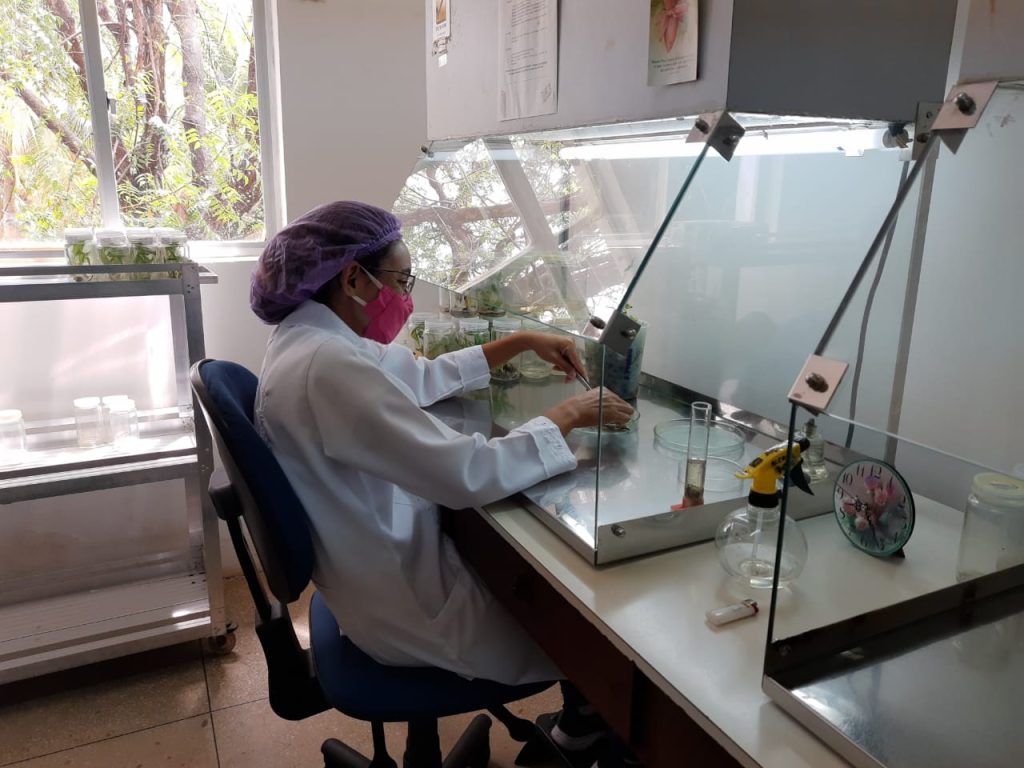 Emparn renova e amplia área de matrizeiros de banana