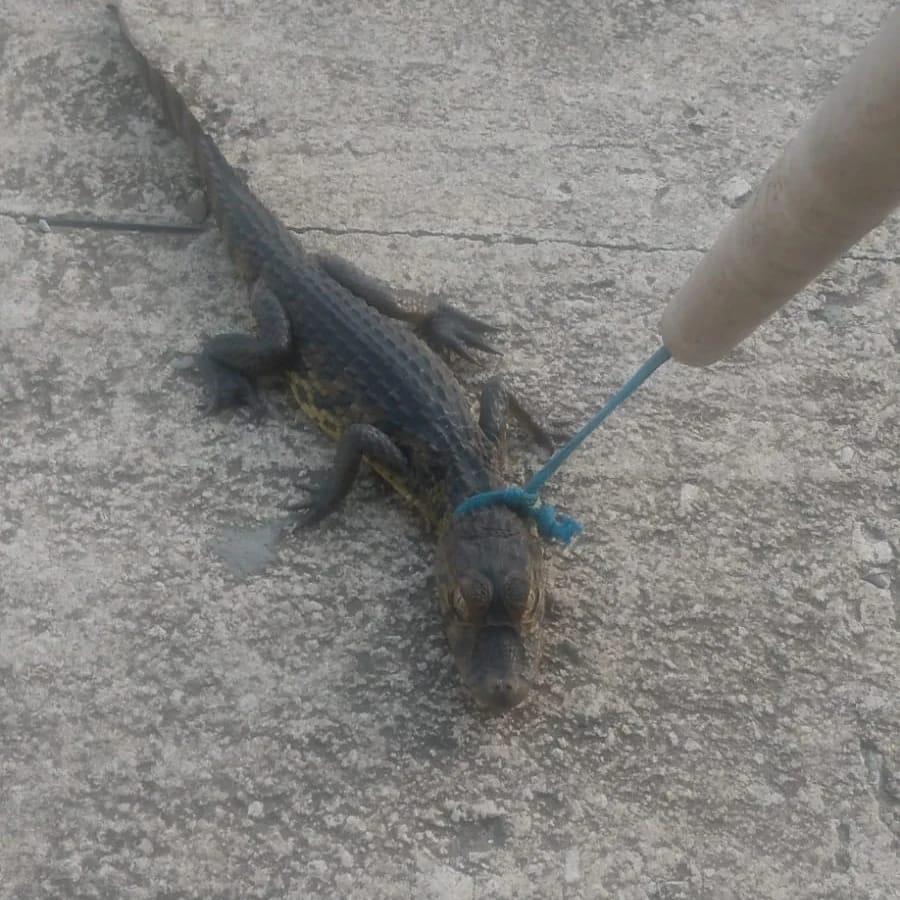 Filhote de jacaré resgatado em depósito na Grande Natal