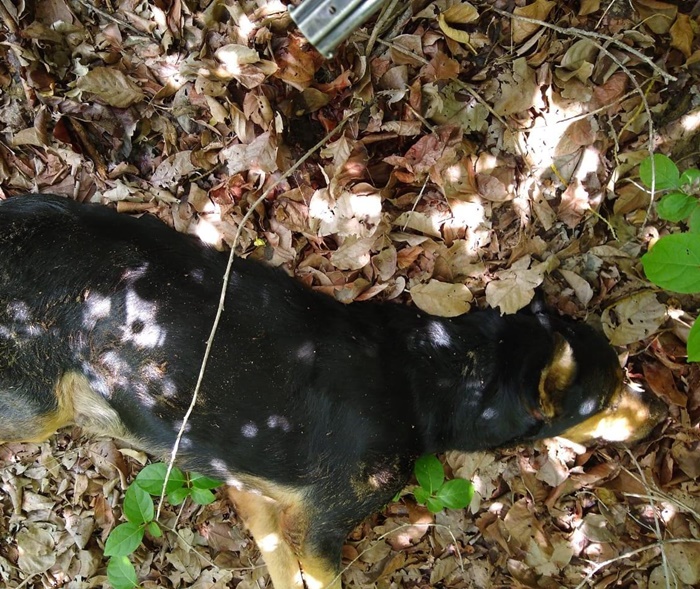 Cachorro é morto a pauladas na zona norte de Caicó; Ambiental prende responsáveis e conduz a delegacia