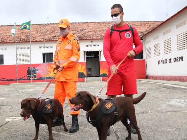 RN vai enviar bombeiros e cadela farejadora para auxiliar buscas em Petrópolis (RJ)