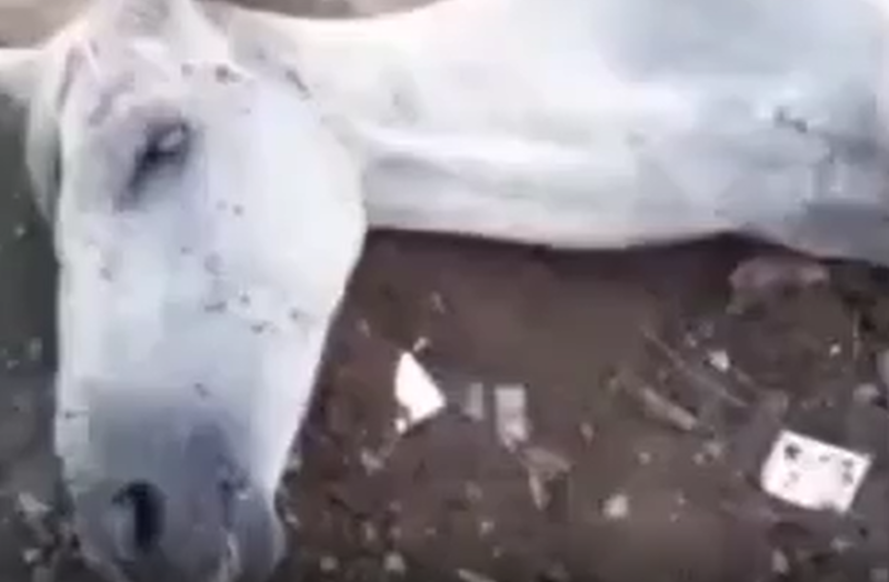 Vereador de Natal e servidores da Semsur são ameaçados de morte em resgate de cavalo
