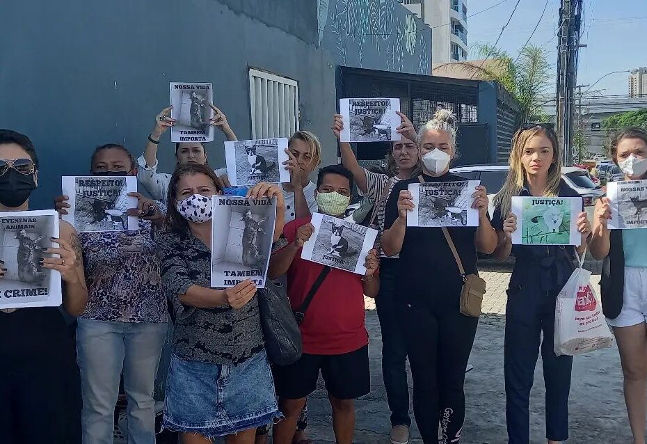 Polícia Civil investiga matança de 20 gatos envenenados na Zona Sul de Natal