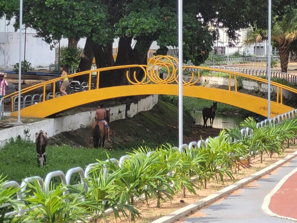 Praça virou ‘haras’: Cavalos são colocados para pastar no Baldo