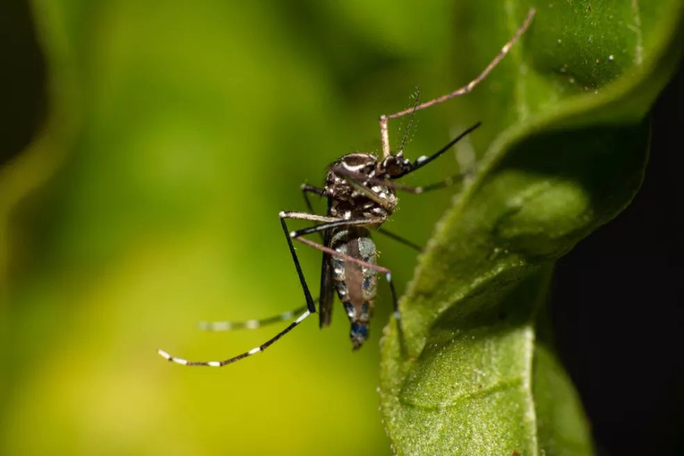 RN tem aumento de 27% nos casos confirmados de dengue, diz Sesap