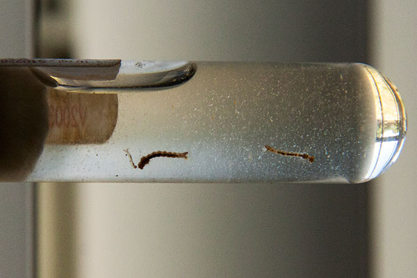 Surto de gripe e dengue deixam prontos-socorros de Natal lotados