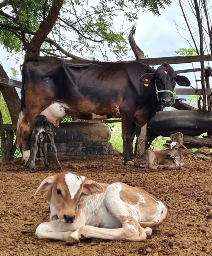 Vaca da raça girolando dá à luz três bezerros de uma só vez no interior do RN