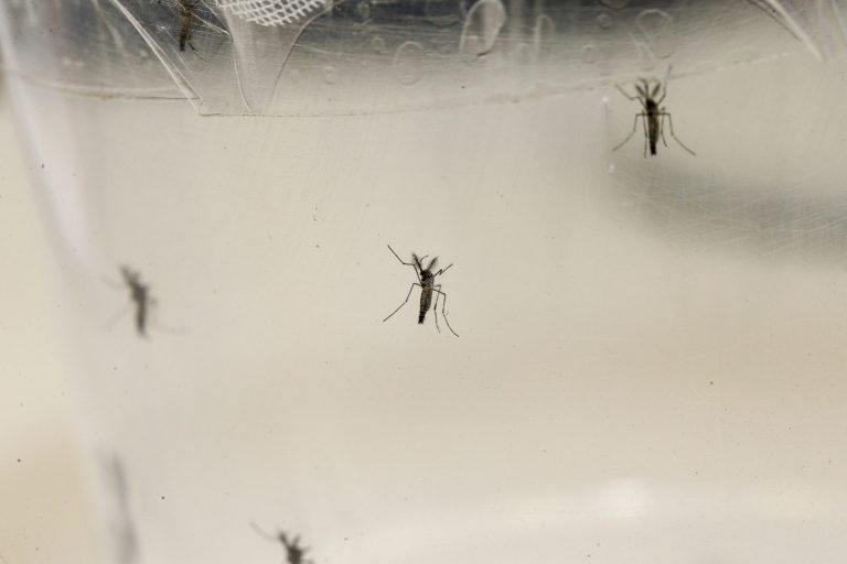 Casos de dengue, chikungunya e zika crescem 407% em Natal em 2022