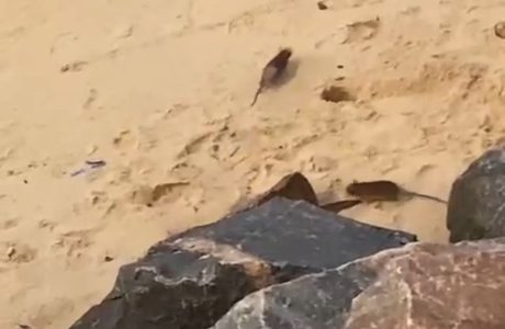 Barraqueiro filma ratos andando na areia da praia de Ponta Negra