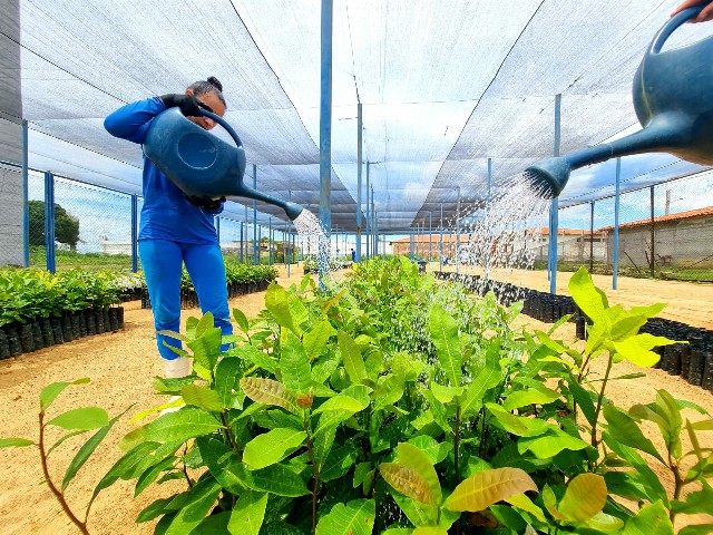 Vinte e quatro municípios recebem 26 mil mudas cultivadas na Penitenciária Agrícola Mário Negócio em Mossoró no RN