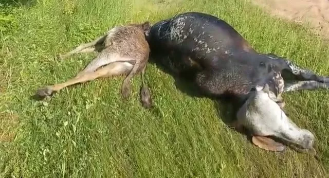 Raio mata dois animais em Pau dos Ferros, RN