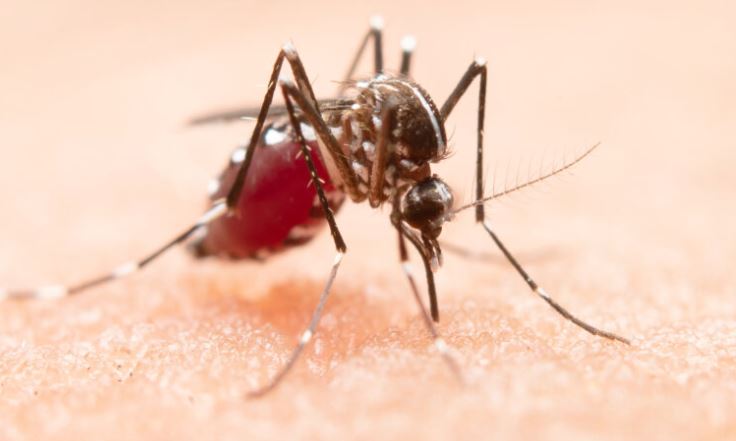 Sesap reconhece epidemia após disparada de casos de dengue