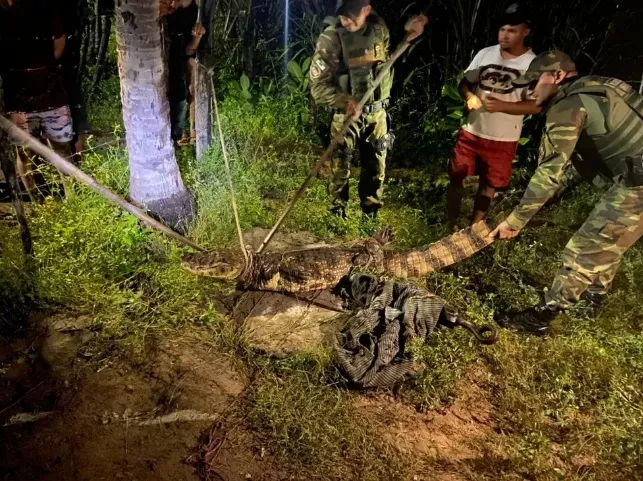 Família encontra jacaré de mais de 2 metros no quintal de casa em Felipe Guerra (RN)