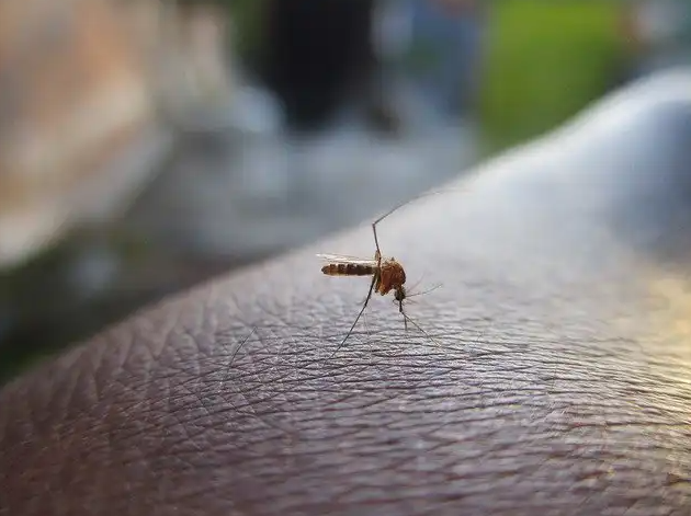 Casos de dengue em todo o país aumentam 95% em relação a 2021