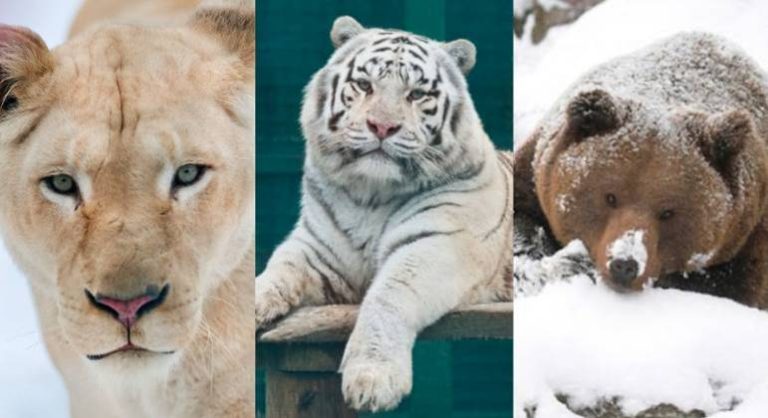 Mais de 6.000 animais devem ser sacrificados por zoológico ucraniano por causa da guerra