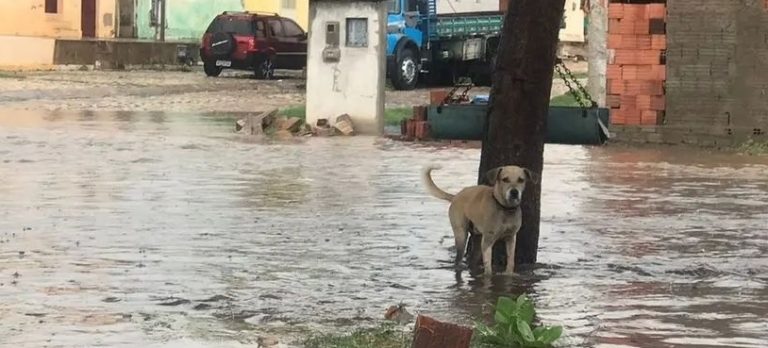 Homem é preso suspeito de maus tratos a animal na cidade de Assu no Rio Grande do Norte