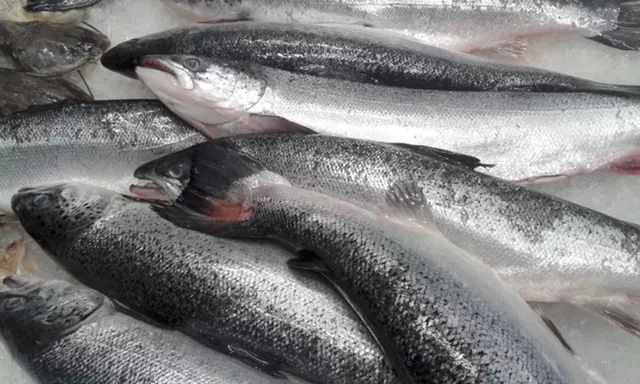 Procon encontra aumento de até 16% no preço dos pescados para a Semana Santa em Natal