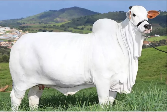 Vaca é leiloada em feira com lance de R$ 7,98 milhões