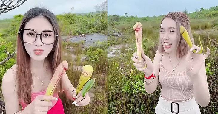 Camboja pede que turistas parem de colher ‘planta pênis’ para fazer fotos