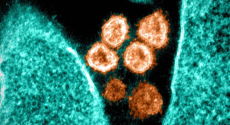 Covid-19: Cientistas descobrem método que impede totalmente a infecção pelo vírus