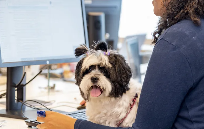 Levar pets para o trabalho ajuda a aumentar produtividade e vira moda