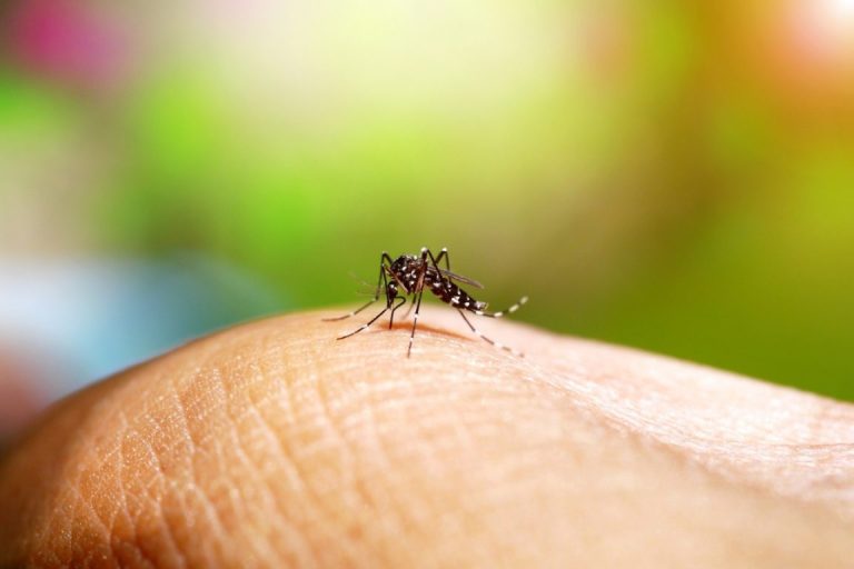 Dengue é a segunda maior causa de solicitação de leitos no RN