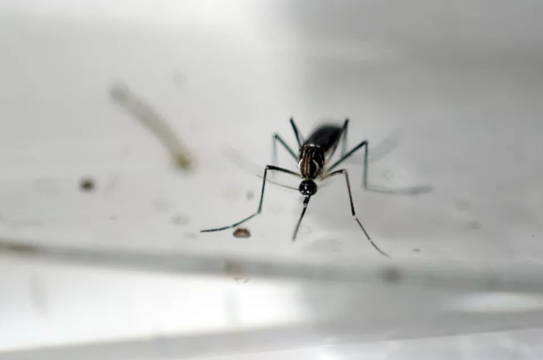 RN tem a maior taxa de casos de dengue do Nordeste em 2022