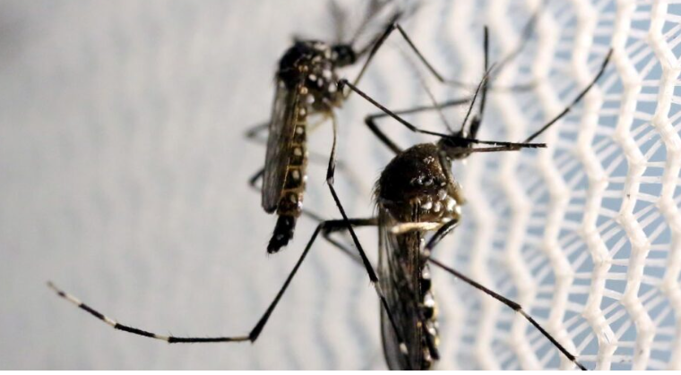 Governo do RN decreta epidemia de dengue