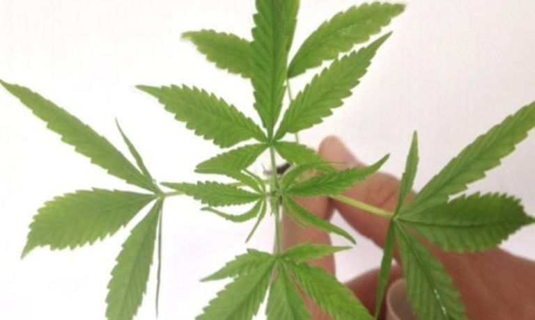 Polícia Polícia Civil apreende plantação de maconha em Mossoró