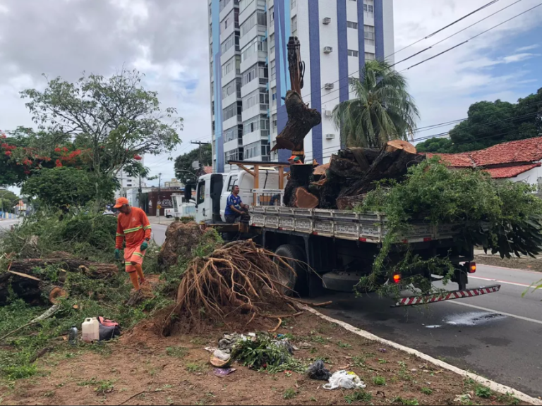Meio Ambiente Cerca de 30 árvores caíram em menos de cinco meses em Natal, diz Semsur