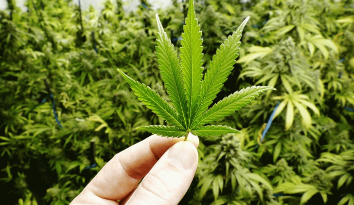 Anvisa aprova primeiro remédio derivado de cannabis com teor de THC acima de 0,2%