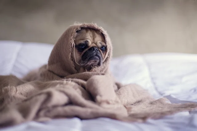 PAIS DE PET: Justiça decide futuro de pensões alimentícias para animais