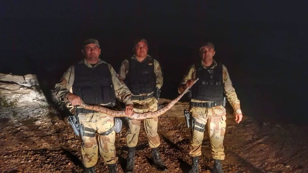 Jiboia é encontrada dentro de residência no interior do RN