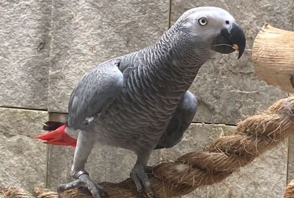 Dono de papagaio na Grande Natal oferece R$ 5 mil de recompensa para quem encontrar animal