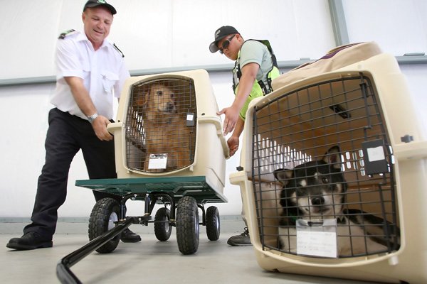 ‘É incabível que empresas aéreas considerem os animais como objetos’, diz juiz