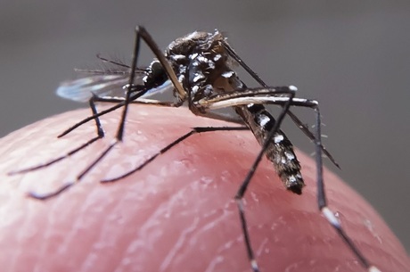RN tem mais de 23 mil casos prováveis de dengue e duas mortes pela doença