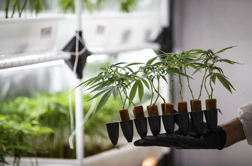 Em decisão inédita, Sexta Turma do STJ permite a três pessoas cultivo de maconha para uso medicinal