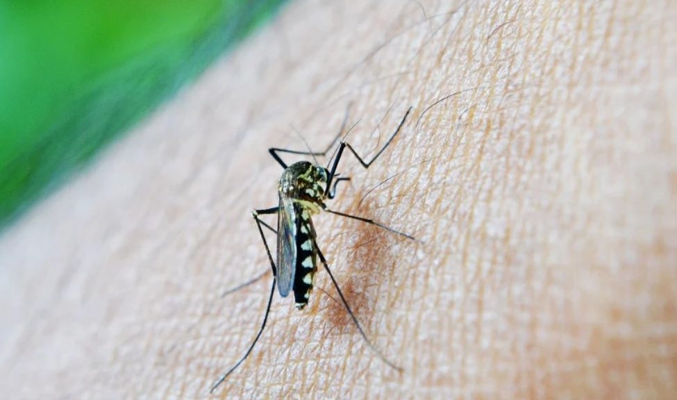 Rio Grande do Norte tem 30.850 casos suspeitos de dengue notificados