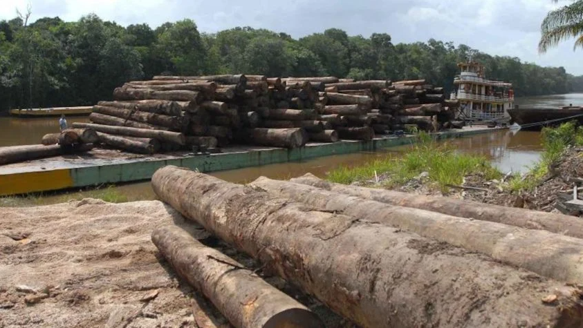 Amazônia perde o equivalente a 2.000 campos de futebol por dia