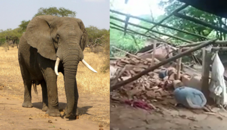 Casa de idosa morta e pisoteada em velório por elefante na Índia foi destruída por manada durante o funeral dela