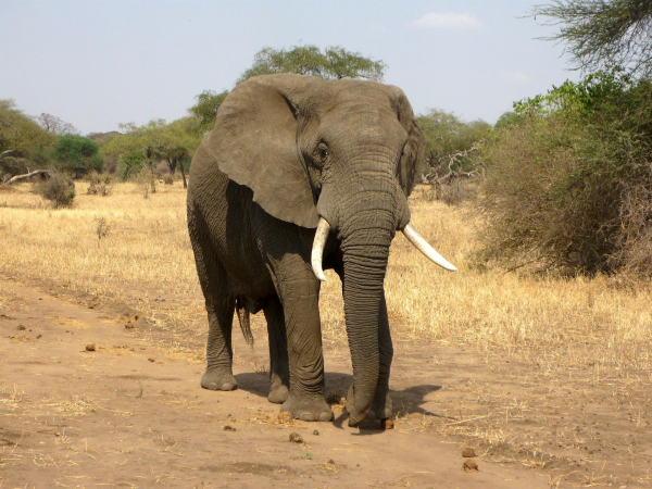 Elefante mata idosa de 70 anos, reaparece no funeral e a pisoteia novamente na Índia