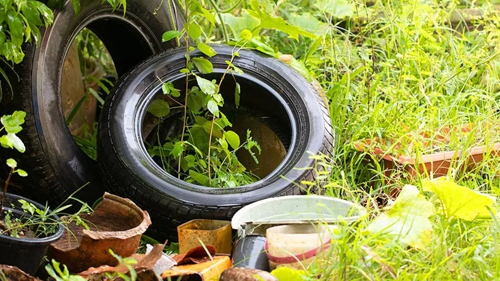 Taxa de zika do RN é a maior do País e a de dengue é a maior do Nordeste