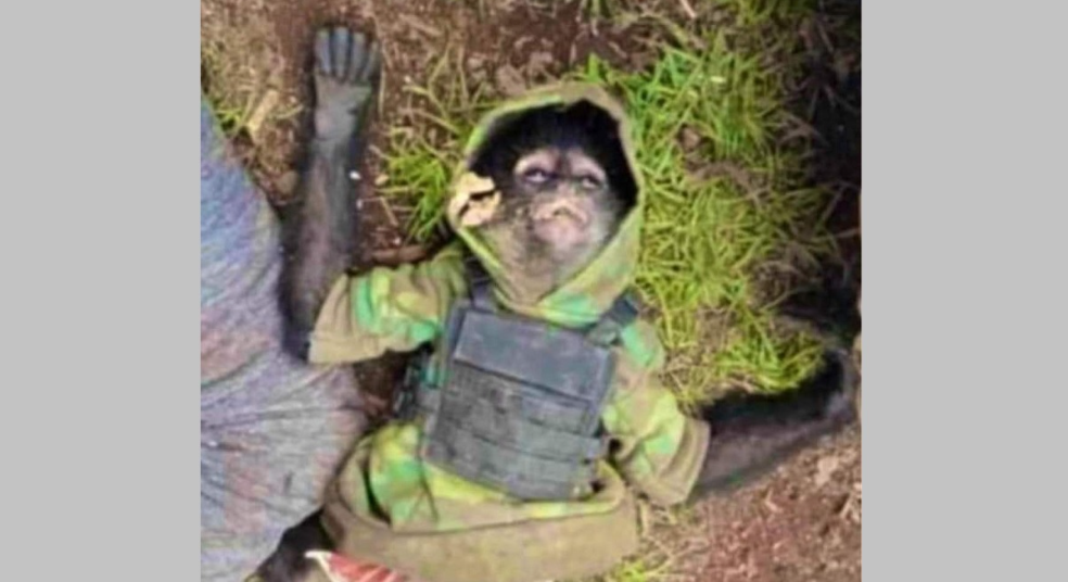 Macaco-aranha “do crime” morre em confronto de policiais com traficantes no México