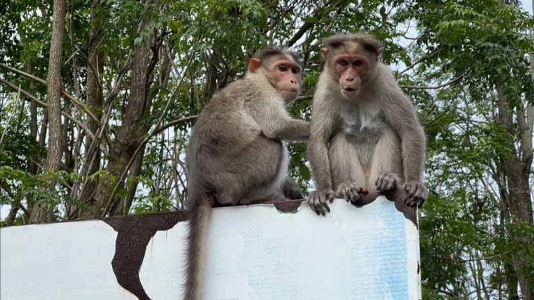 Macacos cercam família e arremessam bebê de 4 meses do alto de prédio; criança morreu