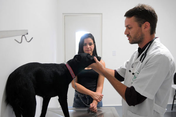 Teleconsulta para pets é liberada pelo conselho de Veterinária