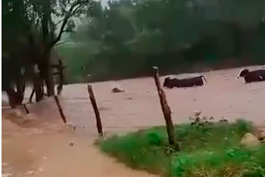 Bois são levados por correnteza em meio a fortes chuvas no interior do RN