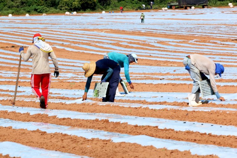 Setor agropecuário prevê geração de 50 mil empregos no RN