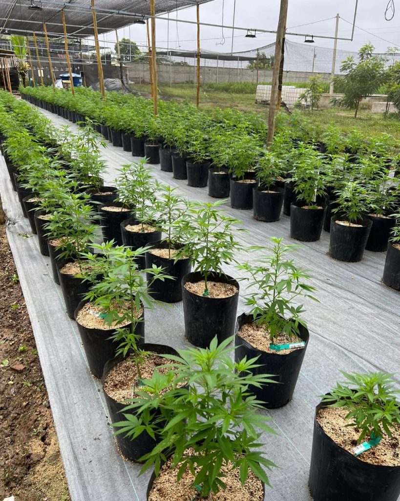 Brasil vai ganhar primeiro museu da cannabis