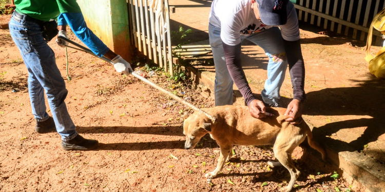 Prefeitura divulga locais de vacinação antirrábica em Pau dos Ferros