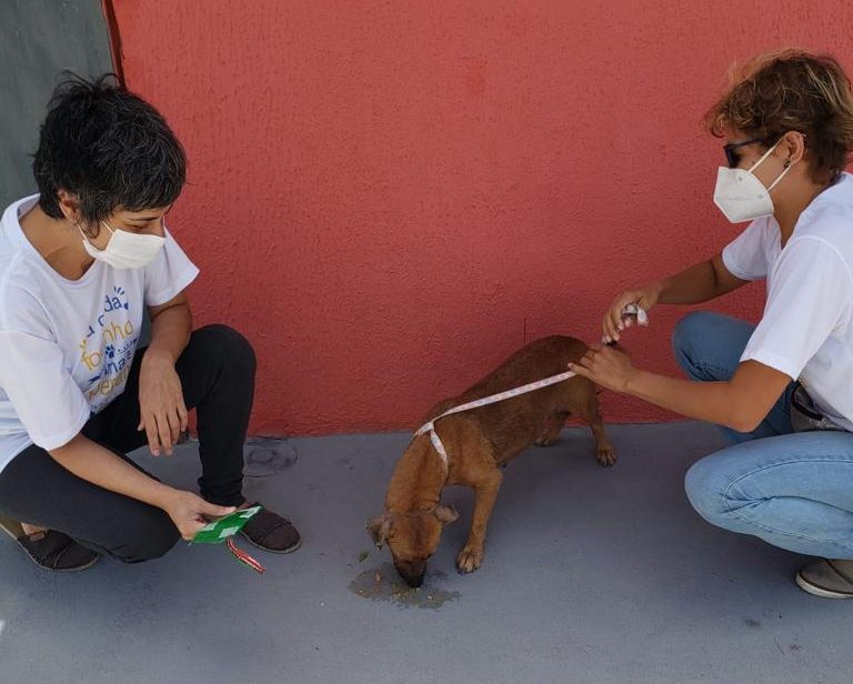 Animais também sofrem com fortes chuvas em Natal; Ongs precisam de apoio